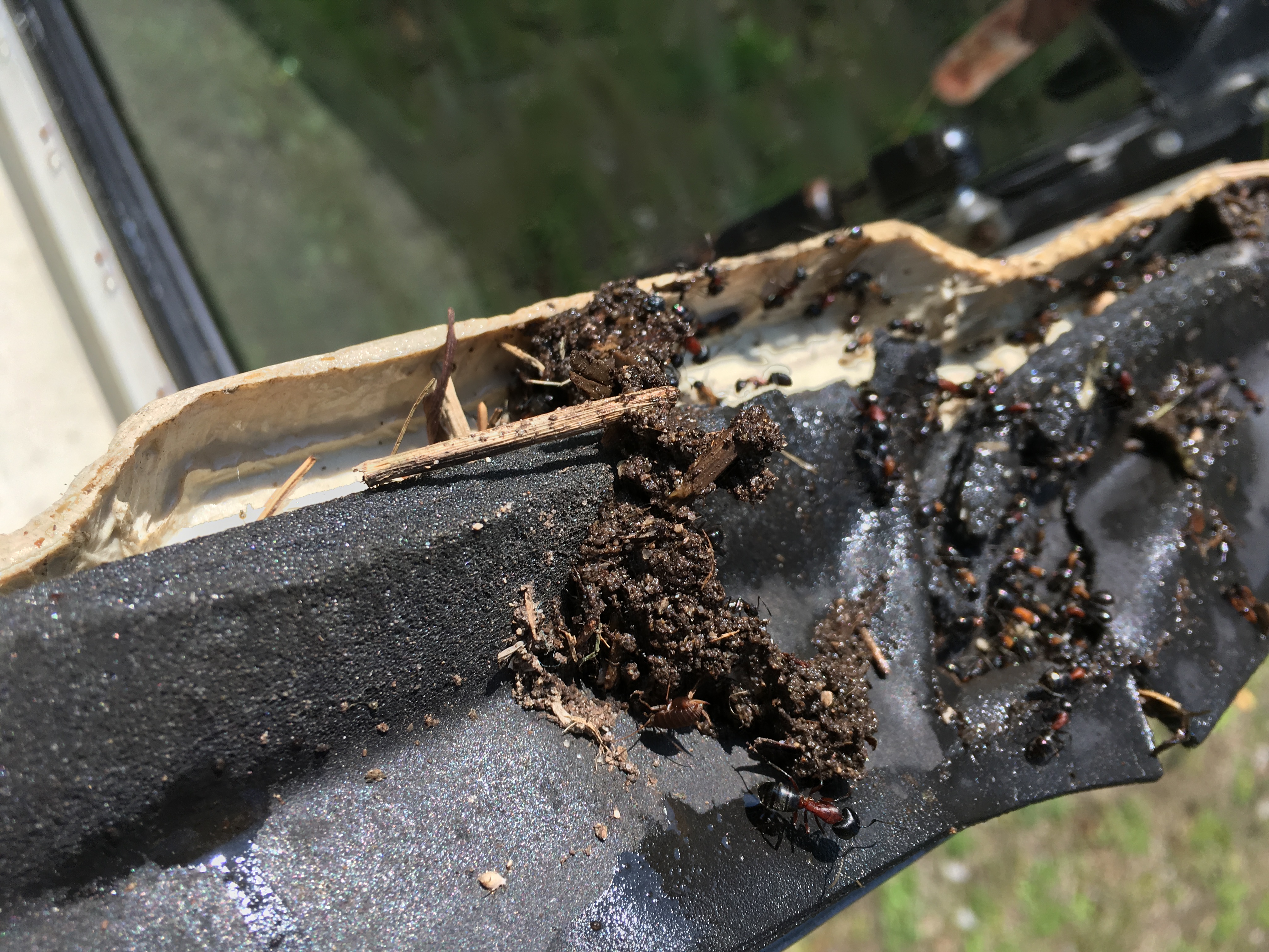 Red and black carpenter ants on the inside of a fiberglass truck topper.